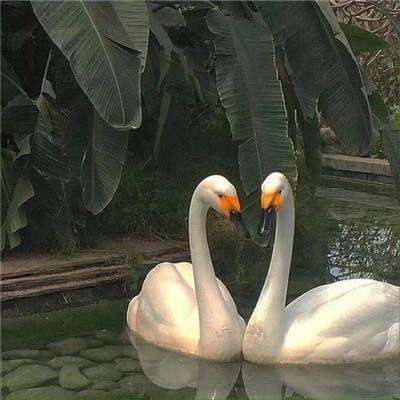 竞猜足球app下载手机版